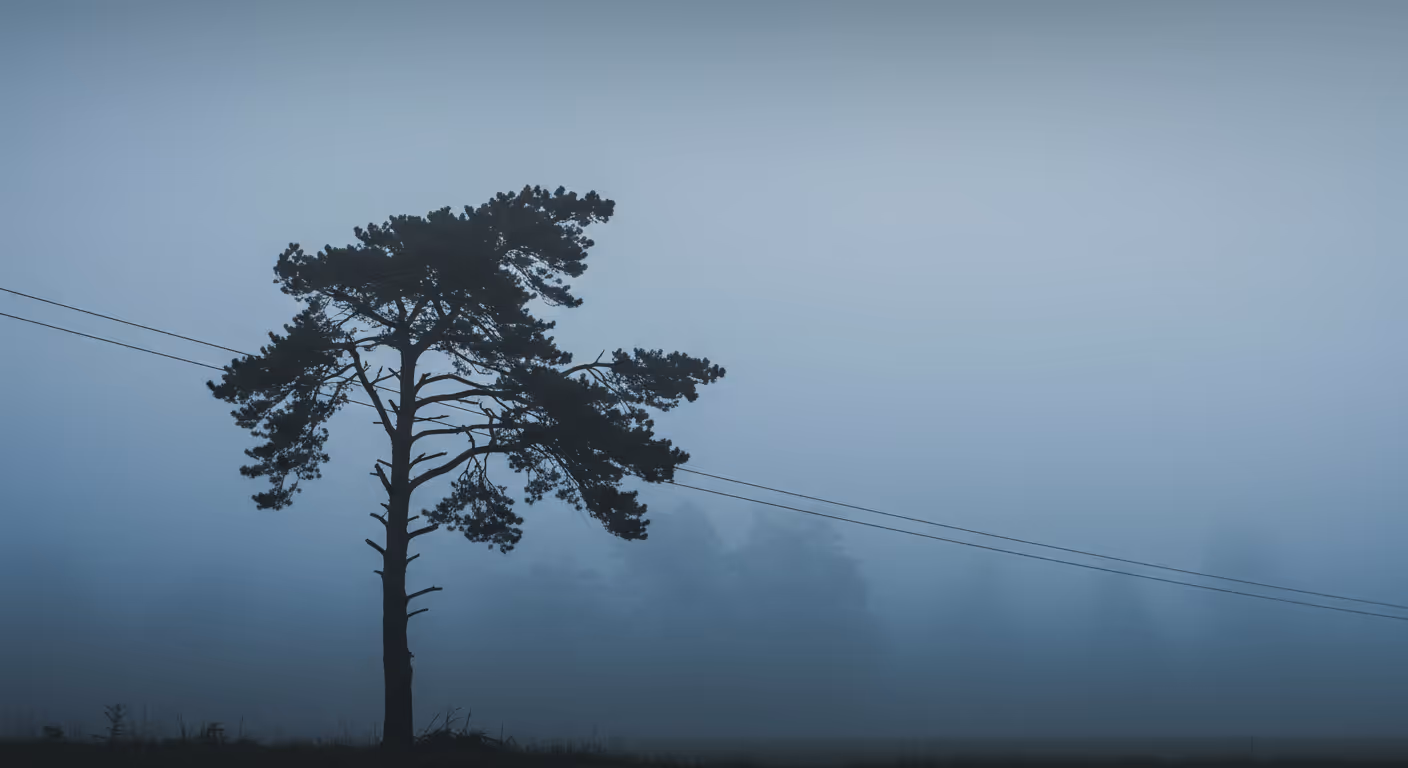A tree fallen across power lines after a storm